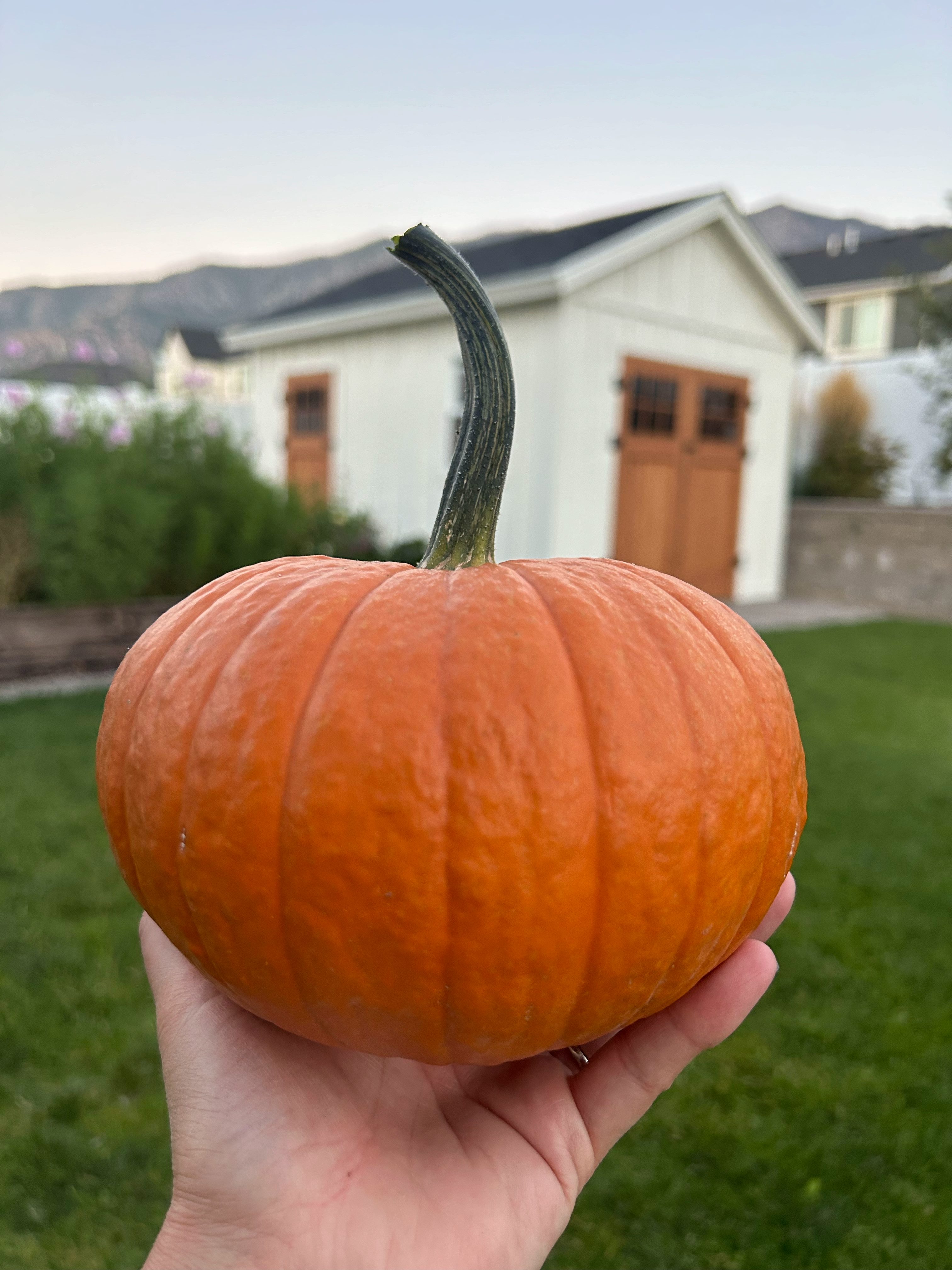 All my favorite Pumpkins for a Whimsical Pumpkin Patch