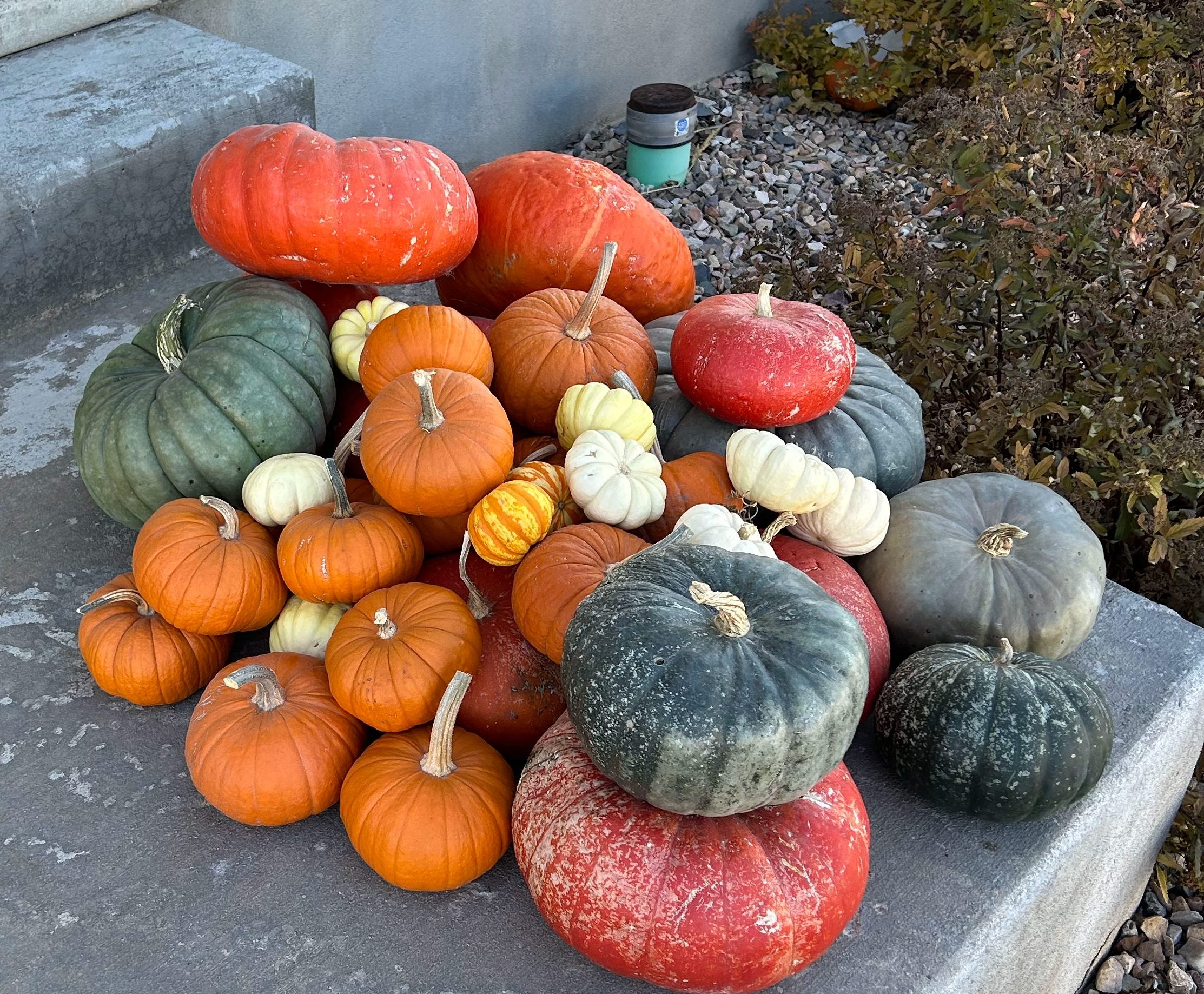 My Pumpkin Secret for Keeping Squash Bugs Away